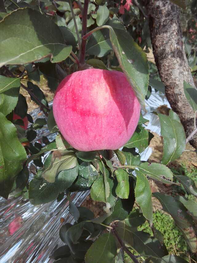 青香蕉苹果苗短枝苹果苗品种苹果苗