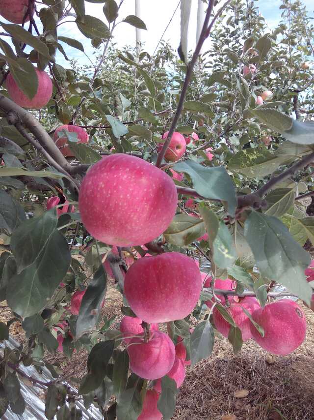 东区重瓣樱花苗东京樱花销售