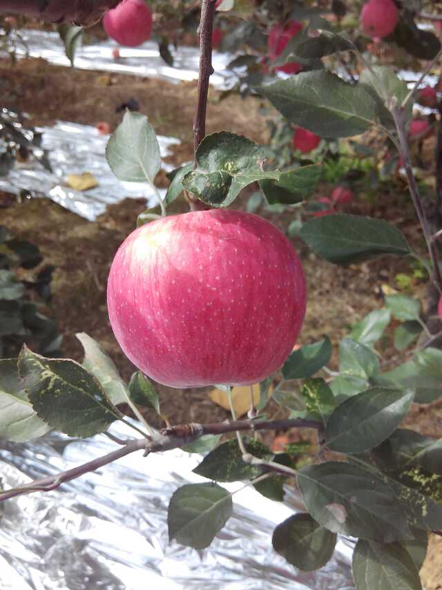 青燕虹苹果苗M9T337苹果苗厂家润泰一号苹果苗