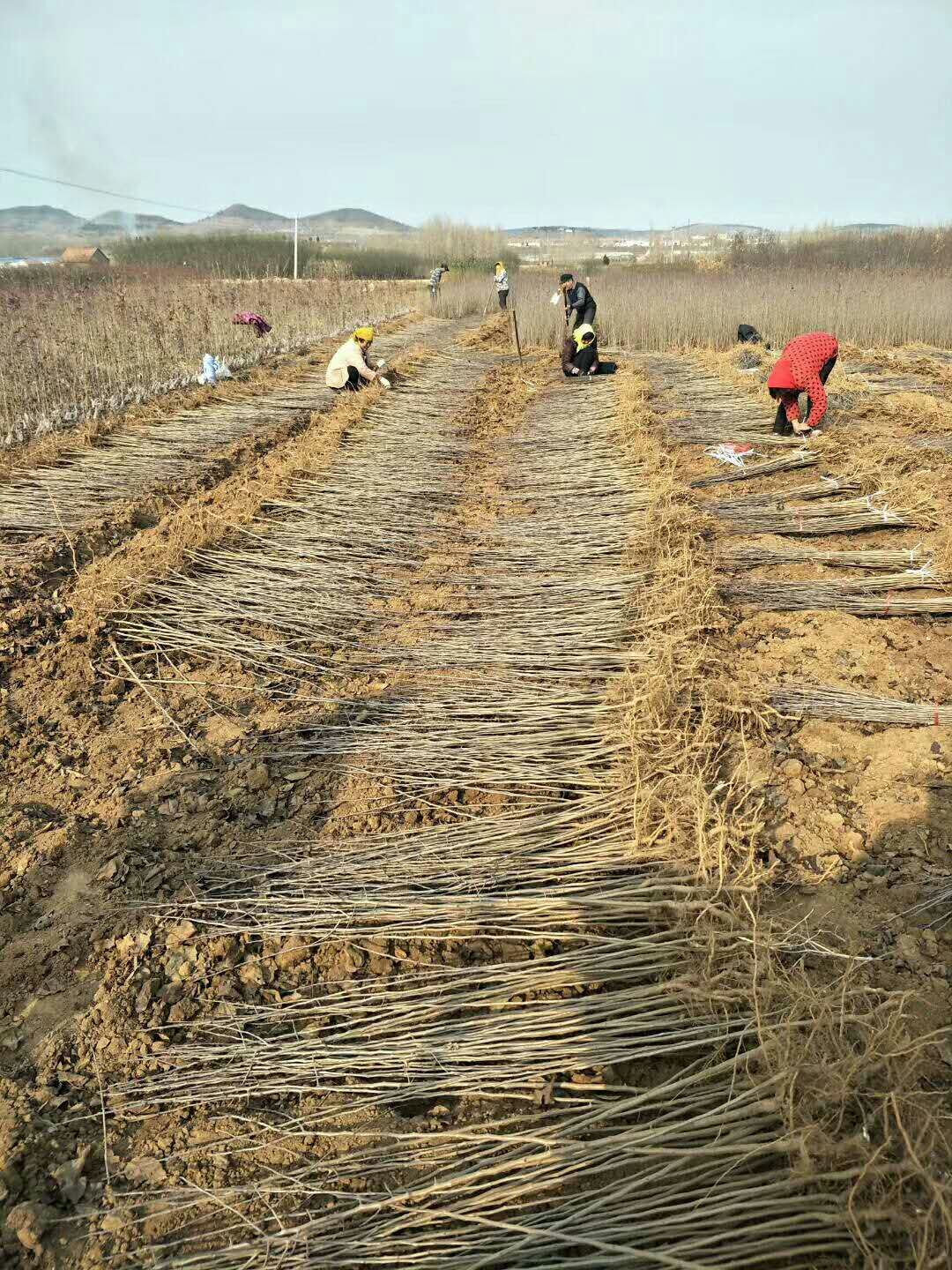 绛县紫叶矮樱红叶碧桃