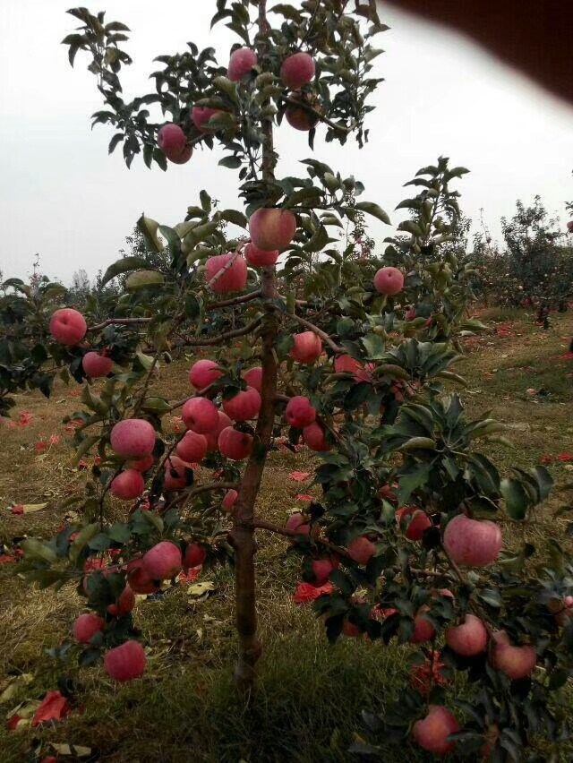 萌苹果苗M9T337苹果苗果实大表面光滑夏艳苹果苗