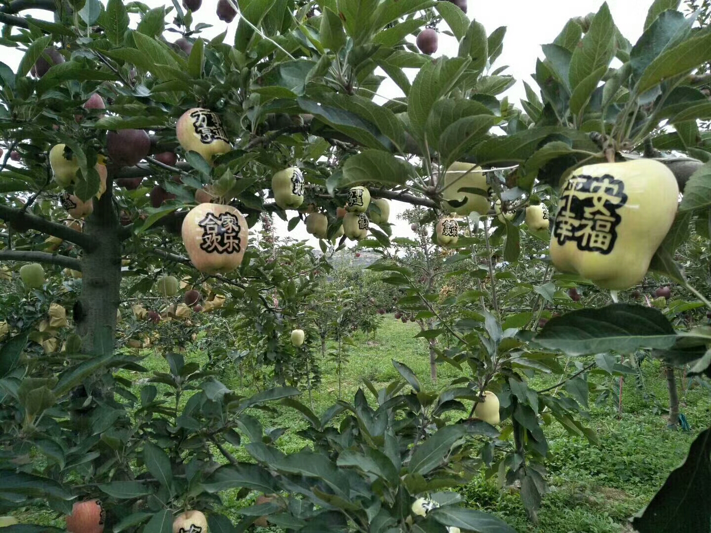 王林苹果苗栽得好活苹果苗价格,哪里买