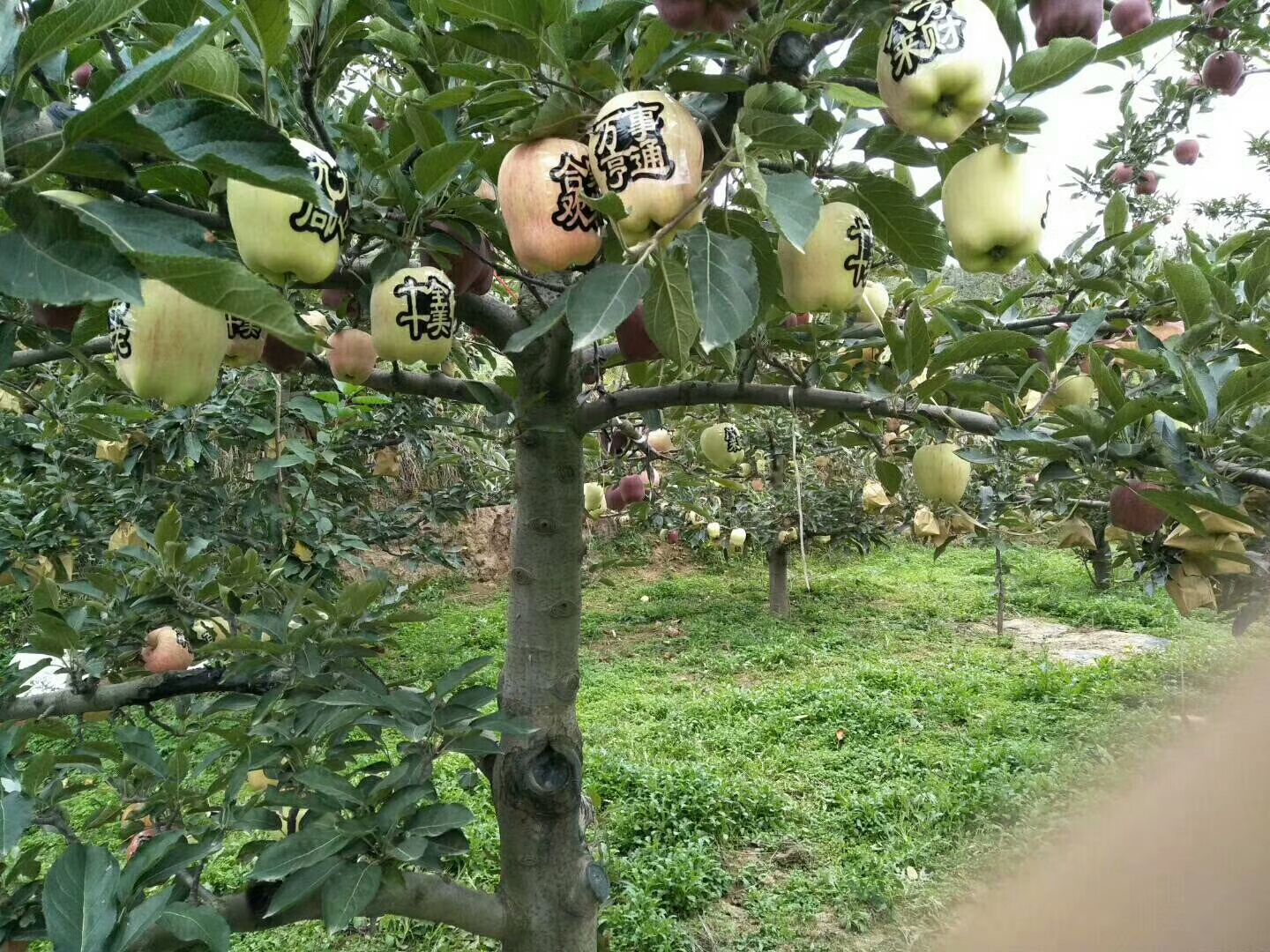 大红草苹果苗苹果苗个大苹果苗维纳斯苹果苗基地