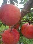 七月天仙苹果苗苹果苗原种树苗苹果苗辽伏苹果苗图片4