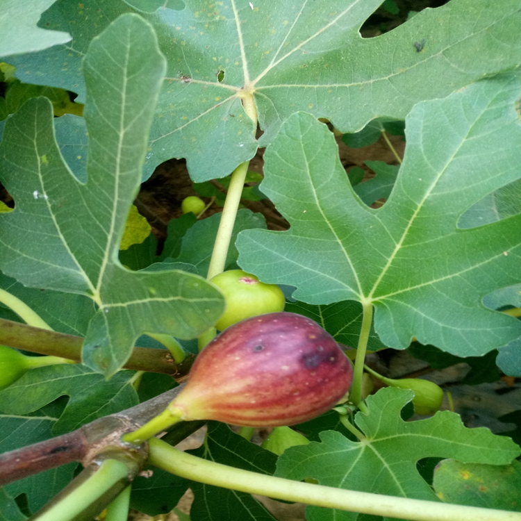 绿果一号无花果苗种的好活六盘水市双樱无花果