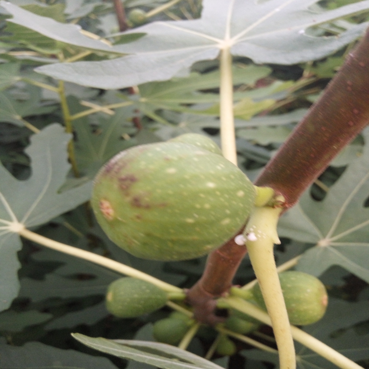 早黄无花果苗的用途眉山市无花果苗大棚湿度