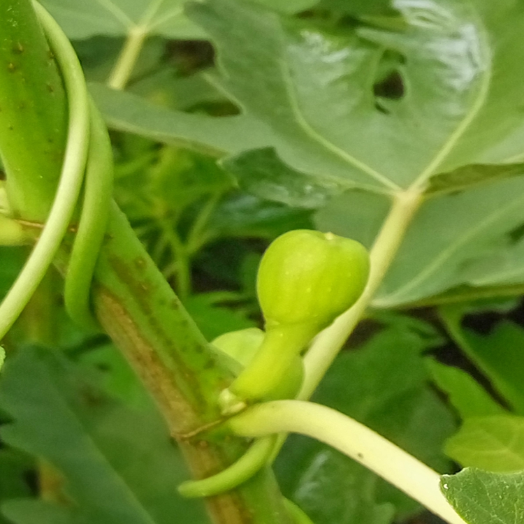 早黄无花果苗的用途眉山市无花果苗大棚湿度