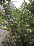 圆蓝蓝莓苗种植基地都喜欢蓝莓苗钱德勒蓝莓苗厂家批发图片4