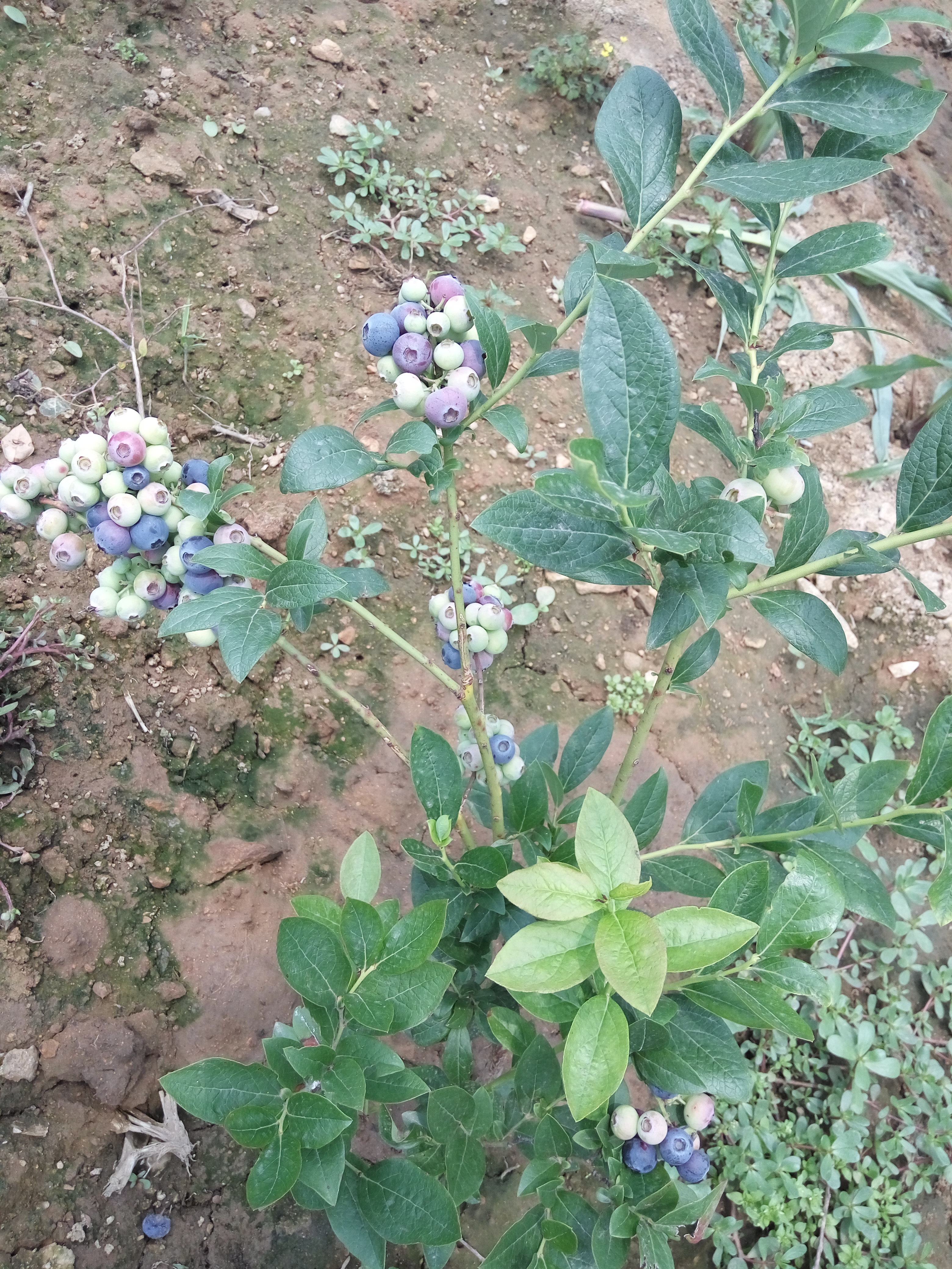 奥尼尔蓝莓苗地栽北高从蓝莓苗品种蓝莓苗调价汇总