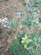 北空蓝莓苗种植成活率蓝莓苗口感好的蓝莓苗指导报价图片