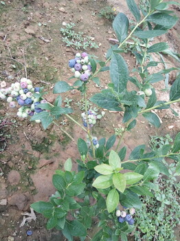 北空蓝莓苗种植成活率蓝莓苗口感好的蓝莓苗指导报价