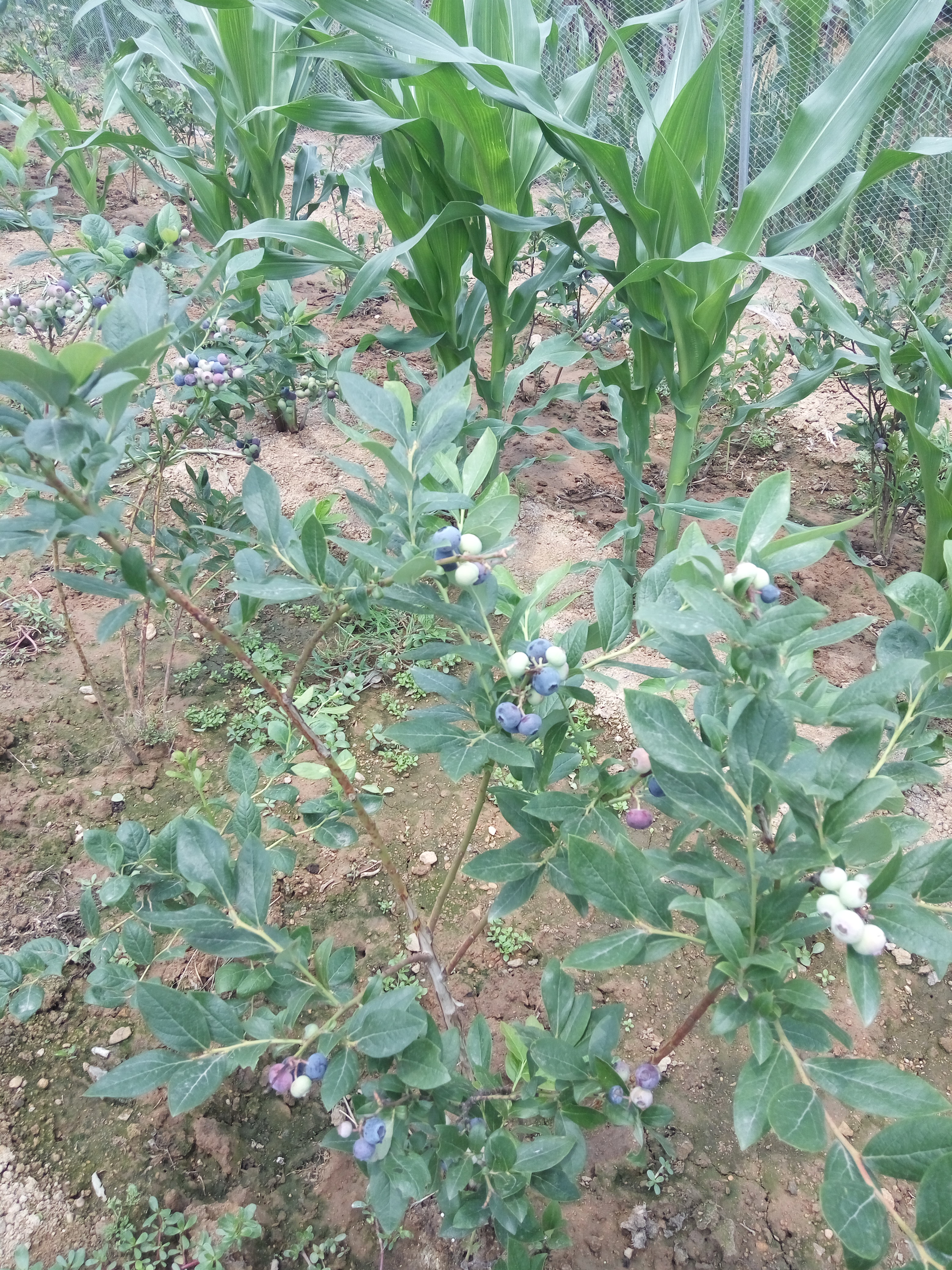 昭通乔治宝石蓝莓苗种植基地蓝莓.