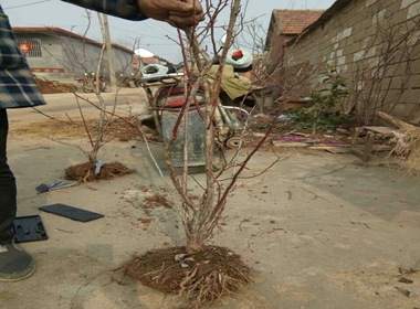 种植蓝莓苗出售蓝莓苗生产蓝莓苗销售