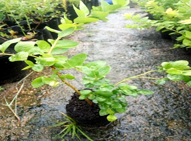 灿烂蓝莓苗脱毒蓝莓苗几月份栽蓝莓苗存圃量供应