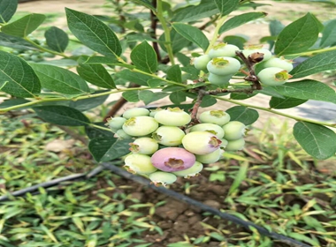 乔治宝石蓝莓苗价格南星蓝莓苗蓝莓苗夏天生长招商