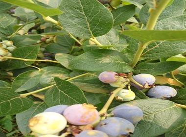 乔治宝石蓝莓苗价格南星蓝莓苗蓝莓苗夏天生长招商
