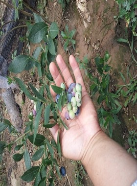 蓝莓苗规格丰产好蓝莓苗深加工市场蓝莓苗结果多哪家好