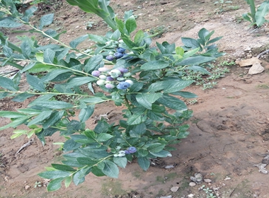 圆蓝蓝莓苗种植基地都喜欢蓝莓苗钱德勒蓝莓苗厂家批发