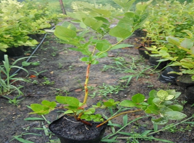 蓝丰蓝莓苗钱一棵营养钵一年生蓝莓苗蓝莓苗适应地方