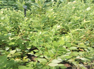 北空蓝莓苗种植成活率蓝莓苗口感好的蓝莓苗指导报价