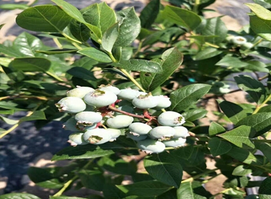 圆蓝蓝莓苗种植基地都喜欢蓝莓苗钱德勒蓝莓苗厂家批发
