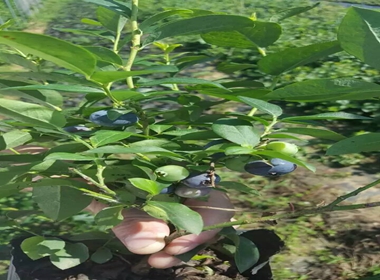 圆蓝蓝莓苗品种蓝莓苗夏天生长蓝莓苗机质育苗出售
