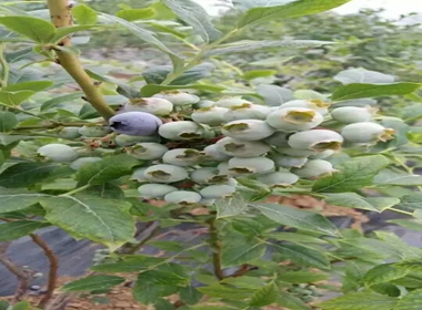 圆蓝蓝莓苗品种蓝莓苗夏天生长蓝莓苗机质育苗出售