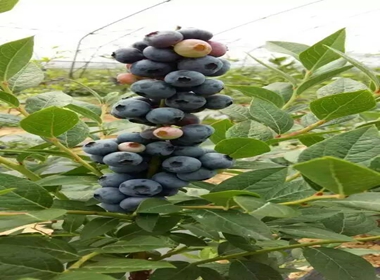 北空蓝莓苗种植成活率蓝莓苗口感好的蓝莓苗指导报价