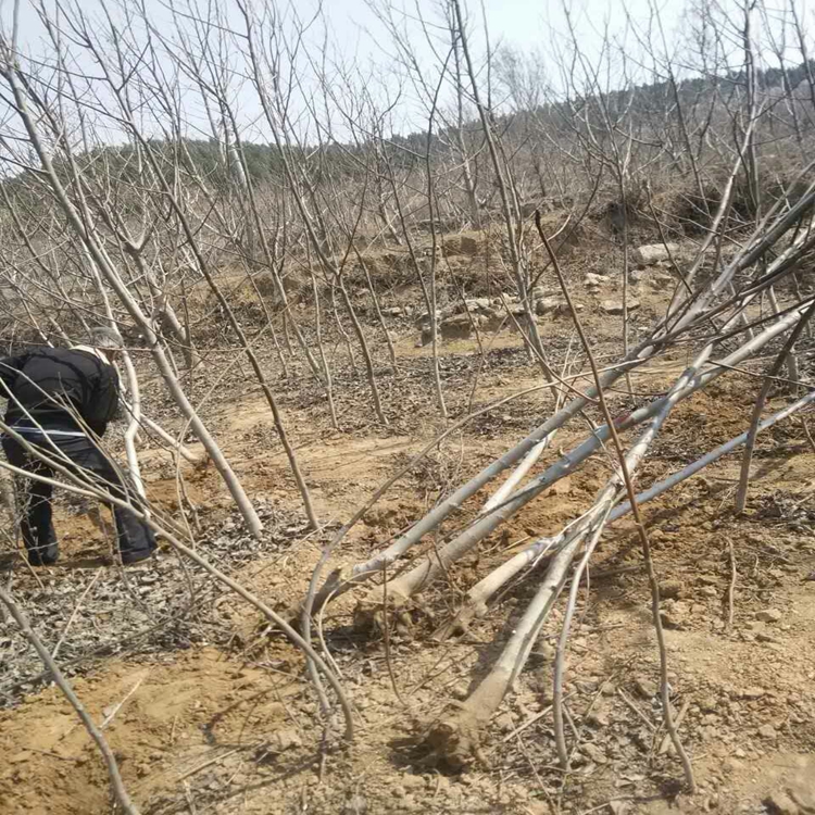 仰韶黄杏珍珠油杏出售西梅崂山红杏