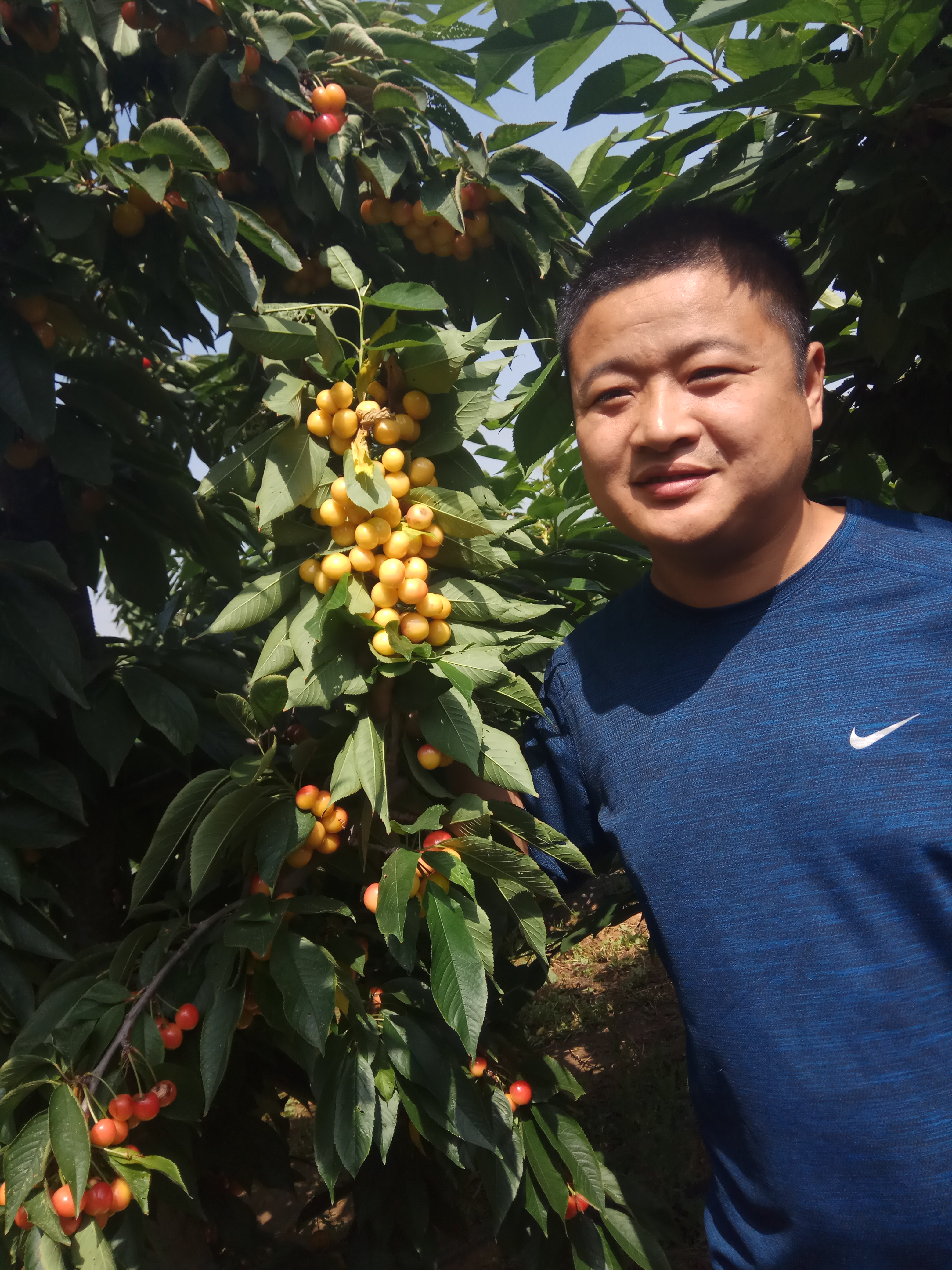 秋天栽植樱花苗量大云南早樱厂商