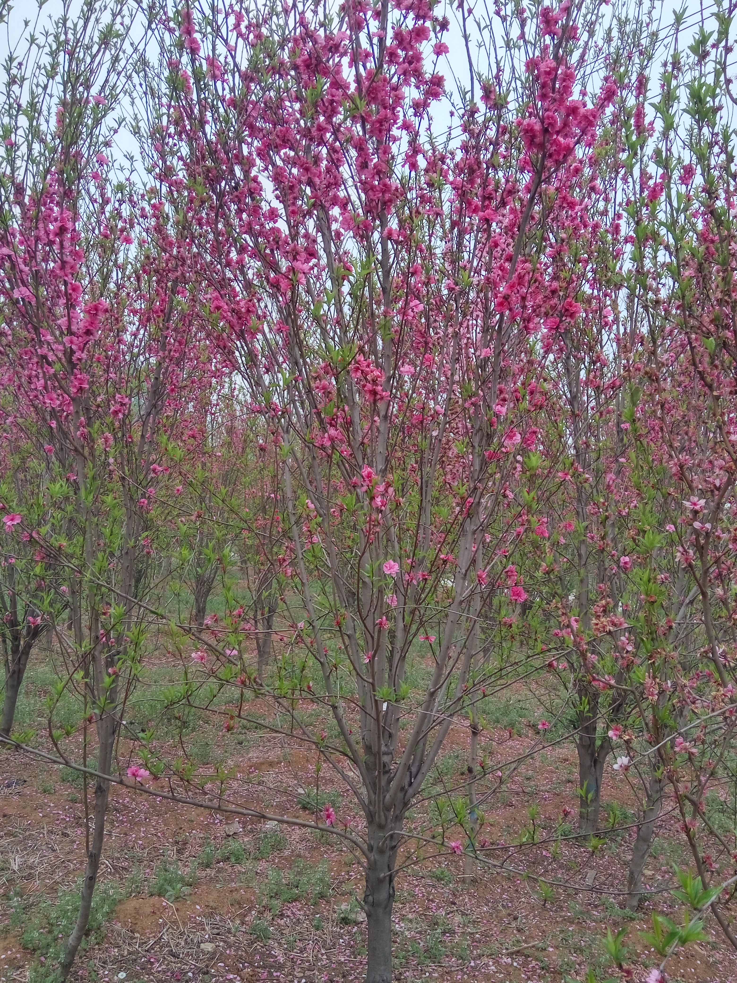 百色百色市紫叶碧桃苗怎么样龙柱.