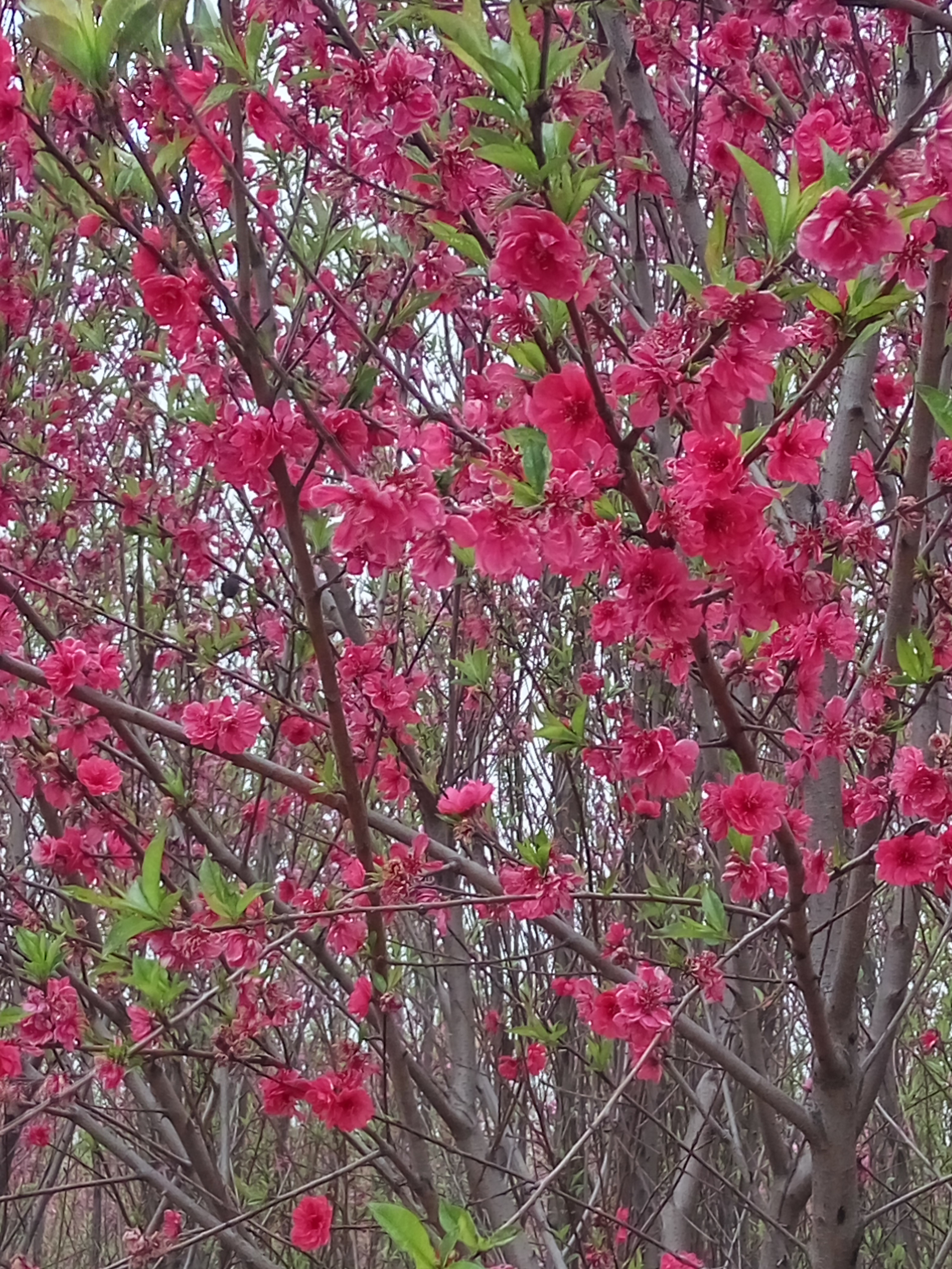 嫁接垂枝樱花营养钵嫁接樱花苗生产厂家