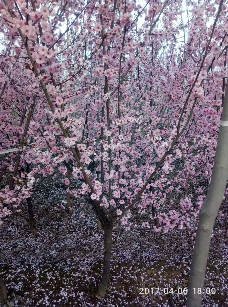 嫁接垂枝樱花营养钵嫁接樱花苗生产厂家