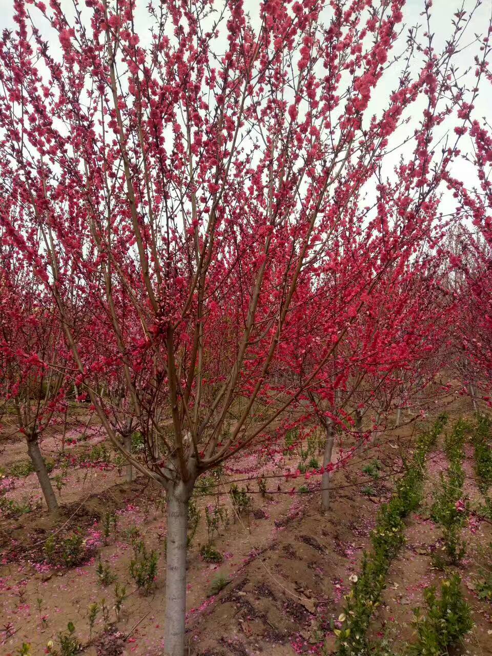 樱花苗怎么栽植成活率高扦插樱花苗厂家供应