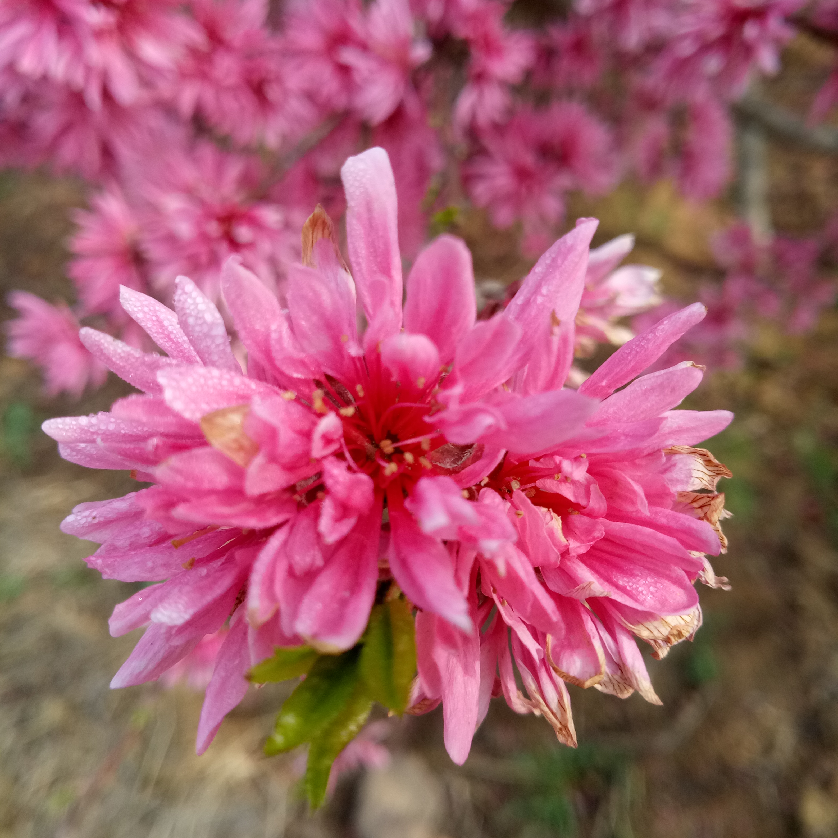 8公分樱花当年种植象樱价位