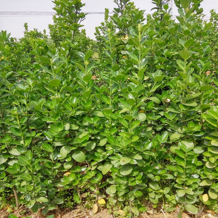 北海道黄杨种植成活率高厂家供应