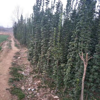 泰山北海道黄杨施肥种植基地