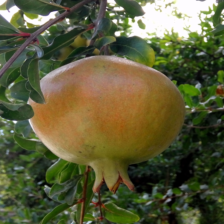 石榴苗几种吃法黑石榴苗苗圃石榴苗代理