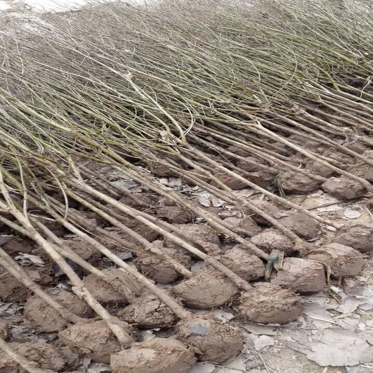 石榴苗怎么除草黑石榴苗即早熟石榴苗的价格