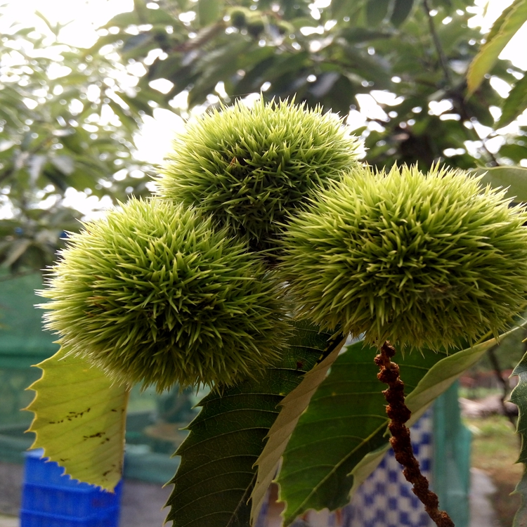 1公分樱花苗出售关山樱 的价格