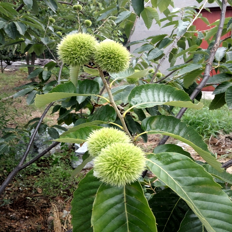 板栗苗需要的快来泰山板栗苗基地板栗苗数量大