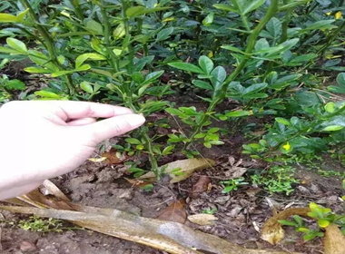 速生泰山枸橘苗品种0.4厘米枸橘苗扦插枸橘小苗生产基地