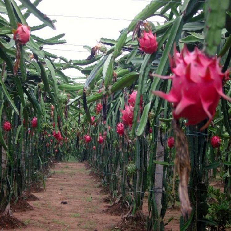 火龙果苗无土栽培白心火龙果价格火龙果种植基地