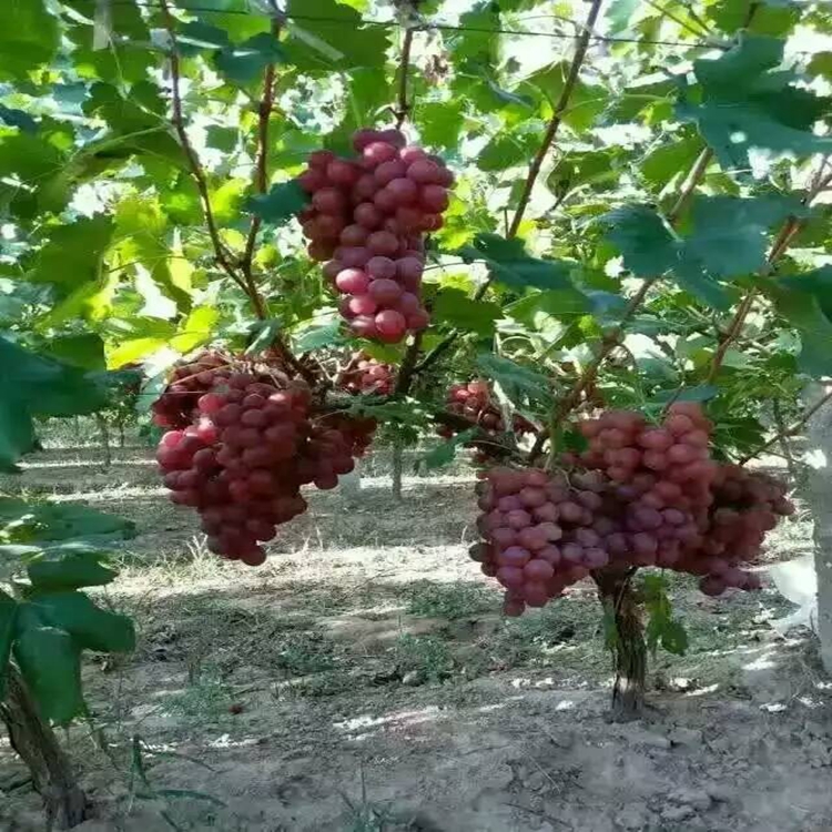 红提葡萄苗种植成活率葡萄苗销售