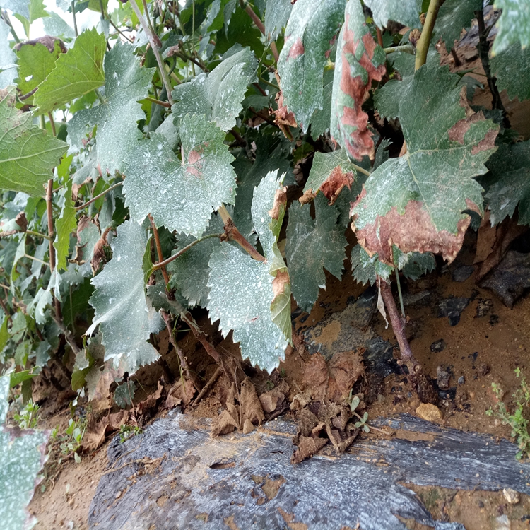 黑巴拉多葡萄苗种植技术葡萄苗量大