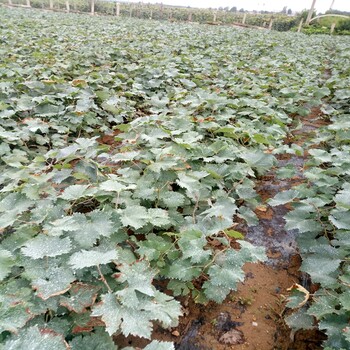 龙眼葡萄苗大型基地葡萄苗种植基地