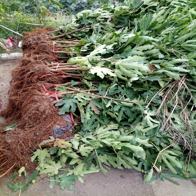 安艺无核葡萄苗抗旱葡萄苗地栽