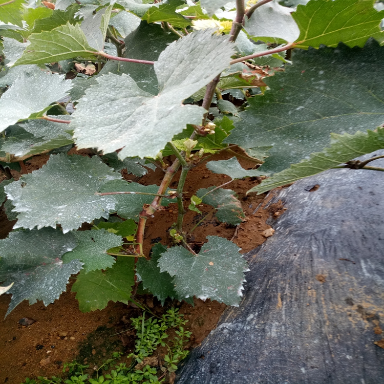 黑巴拉多葡萄苗种植技术葡萄苗量大