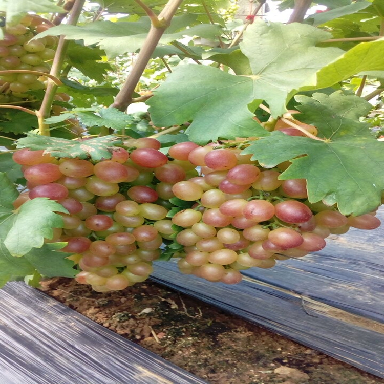 夏音玛斯卡特葡萄苗种植葡萄苗品种