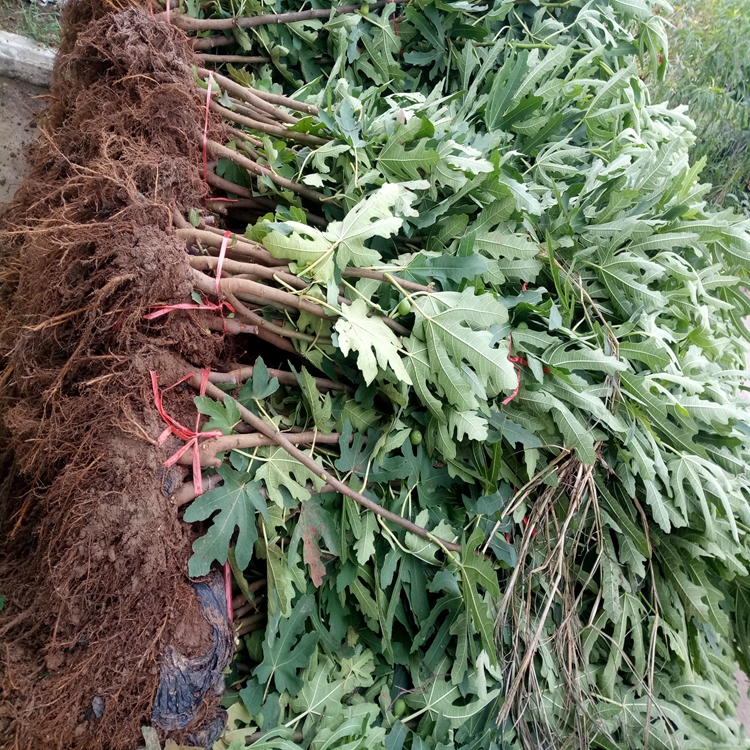 黑巴拉多葡萄苗种植技术葡萄苗量大